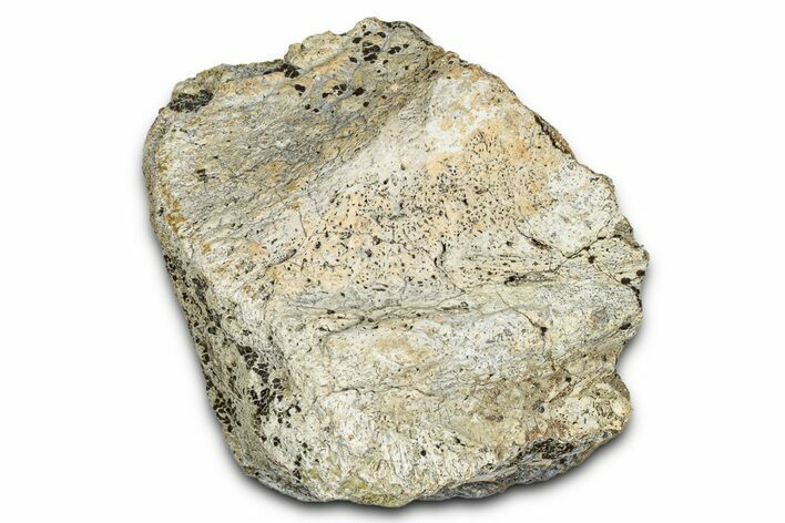 Dinosaur (Triceratops) Frill Shield Section - Montana #338960